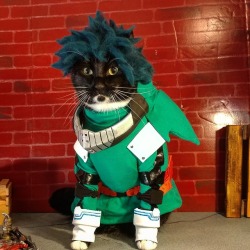 cat-cosplay:  cat-cosplay:  “A smiling… dependable… cool hero… That’s what I wanna be! That’s why I’m giving it everything! For everyone! ” ~Izuku Meow-doriya  Debuting our Deku, from My Hero Academia!  “Puss Ultra!”