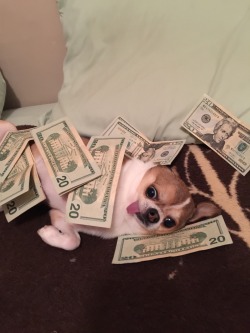 sparklebat:this is THE MONEY DOG reblog in 10 sec or you will never have a rich dog again  Can’t risk it