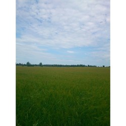 #Barley #field &amp; #sky ☁ now   Шашлычно-огородный день. Ячменное поле и небо.  #clouds #green #wave #landscape #landscapephotography #beauty #beautiful #nature