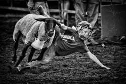 Mutton Busting on Flickr. @ the Iowa State