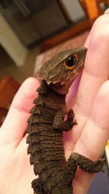 sleeved:  faithbeforefear:  Little baby!  its a dragon 