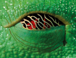 scales-and-fangs:  Napping eyes of the red-eyed tree frog (Agalychnis callidryas) In the day, when the frog is asleep, a gold membrane creeps over its eyes. It lets in a small amount of light, enough so that if a predator approaches, the non-poisonous