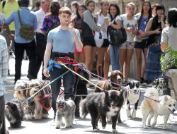 singingonpavements:Daniel Radcliffe walking 12 dogs while smoking a cigarette 