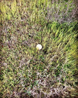 I found a baseball. #field #eastcounty #baseball #grass  (at Oakley, California)