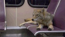 the-dog-fandom:bruce-dick-in-son:fourgasm:sytorofoam-boots-blog:I thought the coyote stretching its paws was cute so I made a GIF of it.  toes  Why is there a coyote on a bus.   because they can’t drive