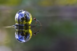 stunningpicture:  An ant rolling a sphere of water across the surface of a garden pond. 