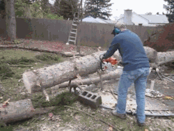 minuty:  Fallen Tree Stands Back Up