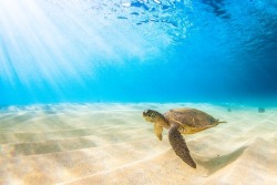 s-m0key: Hawaiian Green Sea Turtle cruising in the waters off of Oahu's North Shore. - Photography, By - Shane Myers 