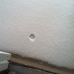 dynastylnoire:How my cat feels about snowthe