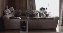 darlingyoufuckedupp:  taraebooks:  joebagofdoughnuts:  More proof that Cats are not nearly as graceful and agile as we give them credit for….  ITS FUCKING FEET  I CANT BREATHE  Cuando te traen un regalo