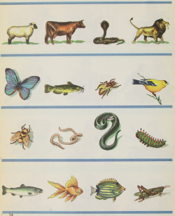nemfrog:  Zoology potpourri. Look and learn. 1940.
