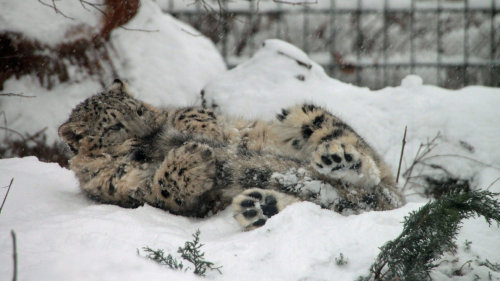 Sex bifurpawz:  catsbeaversandducks:  Snow Leopards pictures