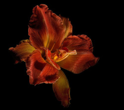 wapiti3:  golden lily (Hemerocalis) on Flickr.Via