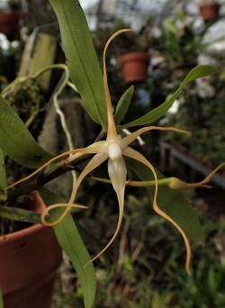 orchid-a-day:  Angraecum corrugatumSyn.: Bonniera corrugataMarch 8, 2019 