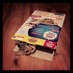 getoutoftherecat:  get out of there cat. i thought that my cereal was coming to life until i finally saw your head pop out.
