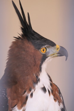 naturepunk:Ornate hawk-eagle at the World Center for Birds of Prey in Boise, Idaho. Images by NaturePunk. 
