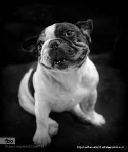 thacrazyanimal:  artblackwhite:  French Bulldog by fargesia_nate animal,bulldog,cute,dog,french,french bulldog,pet  Respect tha crazy animal!