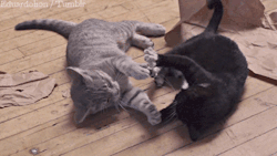 okiediva:  dyeknittinkdye:  nymph-hopes:  Best thing ever.  It’s like watching the Matrix, but with kittens.   OMG! This is awesome. 