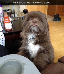 coelasquid:  Once I was at the bank and the woman ahead of me had this little dog that looked exactly like an Ewok and I kind of wanted to say something but I was worried it might sound rude. When the teller motioned for me to come over to the window
