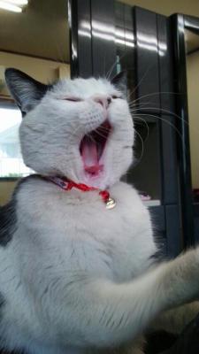 cat-pic:  最初から首輪を付けていた野良猫(迷い猫？)です。ポスターを貼るなどして飼い主を探しましたが結局現れず、近所の床屋さん周辺に居着いて看板猫やってます（笑）床屋の椅子で大あくび。