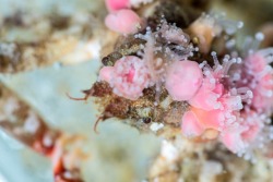 montereybayaquarium:  Presenting our nominee for Black Friday mascot: The decorator crab. This discerning shopper searches the rocky reef for seaweed, corals and sea anemones to wear on its shell. Stylish and good camouflage!  