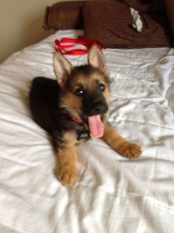 lolcuteanimals:  Cute German Shepherd Puppy panting on the bed.