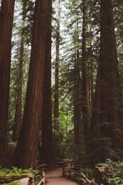 alecsgrg:Giant Redwood Forest | ( by Jake ) 