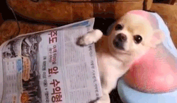 hobolunchbox:  Video: Chill Chihuahua Puppy Enjoys a Neck Massage   😂