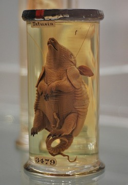 Armadillo fetus, Hunterian Museum: The collection of anatomical specimens of pioneering surgeon John Hunter (1728–93) inspired this fascinating, slightly morbid, little-known, yet fantastic London museum.