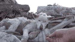 meowmanna:  gifsboom:  A homeless dog living in a trash pile gets rescued. Video  Ugh my heart  The good feels&hellip; &lt;3