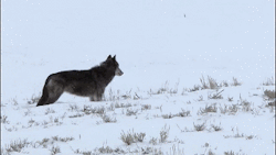 devildoll:  thatwanderinglonewolf:  Wolves Flirting. Gifs made from this video.  casually reblogs for no reason at all 