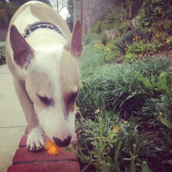 mydogapollo:  Smelling the Flowers on our walk.. xx