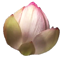 radcookies:  Lotus flower blooming (transparent) 