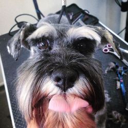 seriouslyjustpuppies:  Cheeky missy sticking her tongue out while I’m cutting her eyebrows 😅 in love with this! Follow me for my cute dog pictures :) #schnauzer #minitureschnauzer #groomer #professional #groomer #doggroomer #doggrooming #dog #cheeky