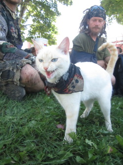 lord-kitschener:we will never be as punk rock as this cat