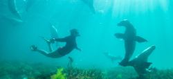 Oh to be beneath the sea (swimming with Sea Lions, Baird Bay, South Australia)