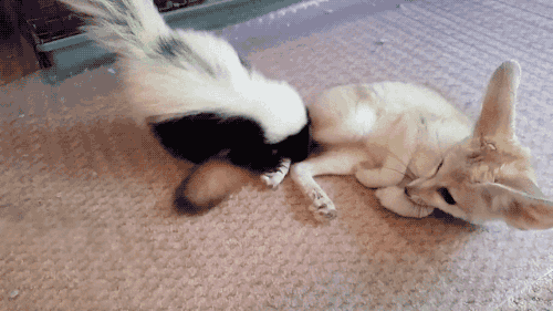 gifsboom:  Baby Skunk and Fennec Fox. [video] 