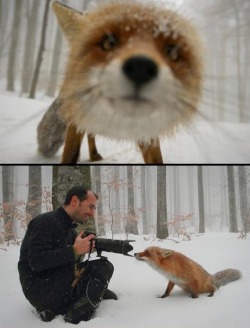 Curious and brave (a photographer interacts with a wild Red Fox)