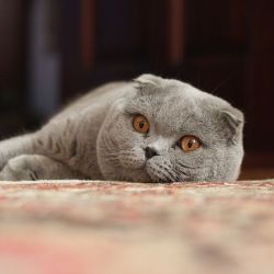 purplekecleon: koryos:  If you love Scottish fold cats, I’m going to tell you something you don’t want to hear. Please, please read on anyway. If you are considering adopting a Scottish fold, PLEASE continue reading. This information needs to be more