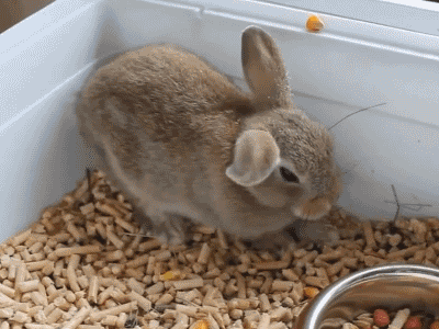hey-its-mariam:  nakedrussia:  llttlesophie:  gifcraft:  Bunny falls asleep  bun didn’t actually fall asleep!! bunnies flop over like this when they feel safe and comfortable in their environment. they rarely stretch out and lay down because they’re