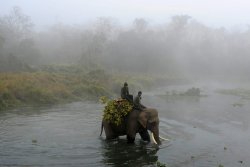A Nepalese mahout guides his elephant across the Rapati River during the Chitwan Elephant Festival on December 29, 2013  ☁️🌱
