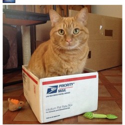 Thefluffingtonpost:  Area Cat Will Not Fit, Will Not Ship The Us Postal Service’s