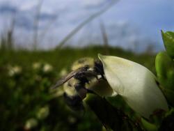 tkingfisher:  currentsinbiology:  Parasitized bees are self-medicating in the wild, Dartmouth-led study finds Bumblebees infected with a common intestinal parasite are drawn to  flowers whose nectar and pollen have a medicinal effect, a Dartmouth-led