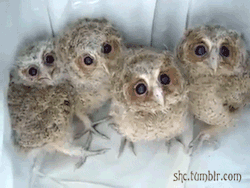 wolf-and-kitten:  missharpersworld baby owls for your pleasure