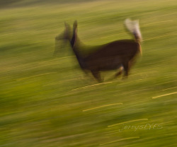 Just A Blur On Flickr. From My Recent Trip To Cades Cove, Smoky Mountains National