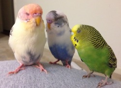 fluffyplant:  oh my lorde one is a sunset and one is the clouds and one is a sunny meadow wow i need budgies 