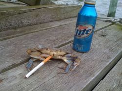 gifsboom:  Crabs with cigarettes 