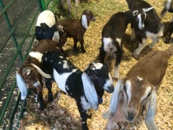 jellynotjam:  We visited the goats last night