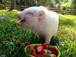 boyforest:  we need animals in this world because they are able to experience such unadulterated joy from a goddamn bowl of strawberries and that is really important  