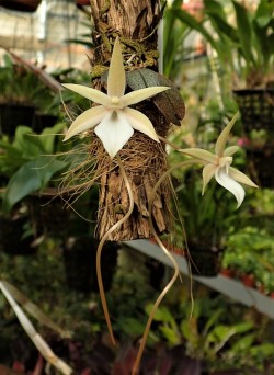orchid-a-day: Aerangis punctata October 22, 2019  